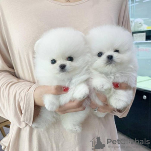 Photo №1. pomeranian - for sale in the city of Helsinki | 528$ | Announcement № 70830