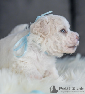 Additional photos: Bichon Friesian puppies