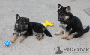 Photo №4. I will sell german shepherd in the city of Nice. from nursery - price - 740$