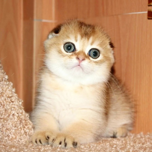 Photo №1. scottish fold - for sale in the city of Kostroma | Negotiated | Announcement № 3121