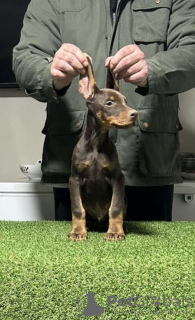 Additional photos: Doberman puppies