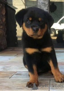 Photo №1. rottweiler - for sale in the city of Marseilles | negotiated | Announcement № 58295
