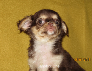 Photo №3. Chihuahua chocolate dog for mating in Russian Federation. Announcement № 5528