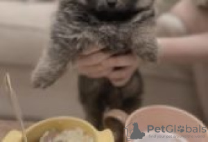 Photo №1. non-pedigree dogs - for sale in the city of Porvoo | Is free | Announcement № 130808