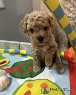 Photo №3. Bichpoo dogs. Poland