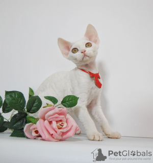 Photo №2 to announcement № 44549 for the sale of devon rex - buy in Russian Federation breeder