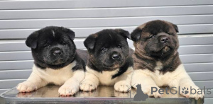 Photo №2 to announcement № 54727 for the sale of american akita - buy in Serbia private announcement