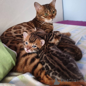 Photo №1. bengal cat - for sale in the city of Bochum | negotiated | Announcement № 171578