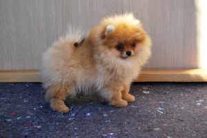 Photo №2 to announcement № 1781 for the sale of pomeranian - buy in Russian Federation from nursery