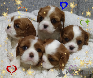 Photo №2 to announcement № 36948 for the sale of cavalier king charles spaniel - buy in Belarus breeder