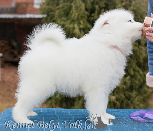 Photo №2 to announcement № 8239 for the sale of samoyed dog - buy in Russian Federation from nursery