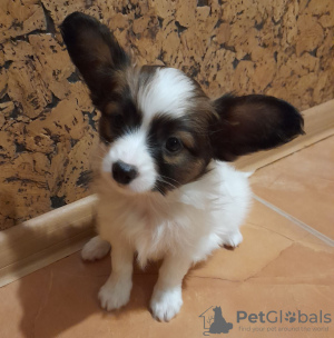 Photo №3. Papillon puppies boys and girls. Russian Federation