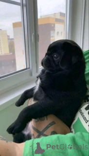 Photo №4. I will sell pug in the city of Sydney. private announcement - price - 1000$