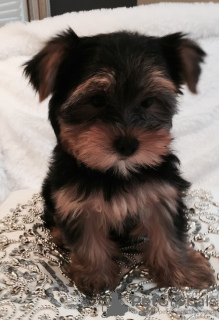 Photo №1. yorkshire terrier - for sale in the city of Strasbourg | negotiated | Announcement № 10211