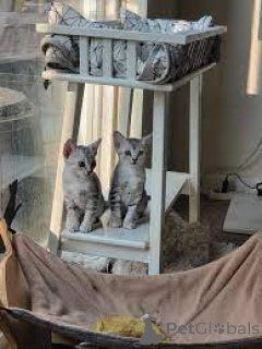 Photo №2 to announcement № 171569 for the sale of egyptian mau - buy in Finland private announcement, breeder