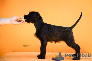 Additional photos: Large Black Schnauzer