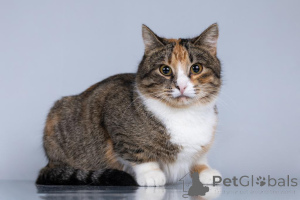 Photo №3. A young cat family is looking for a home.. Russian Federation