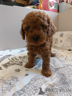 Photo №2 to announcement № 138464 for the sale of poodle (toy) - buy in Russian Federation breeder