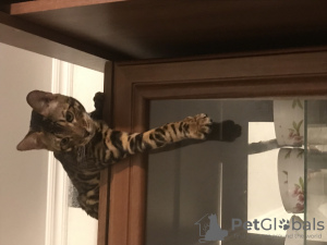 Photo №2 to announcement № 73547 for the sale of bengal cat - buy in Azerbaijan breeder