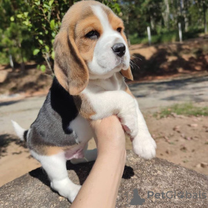 Photo №1. beagle - for sale in the city of Warsaw | 687$ | Announcement № 50209