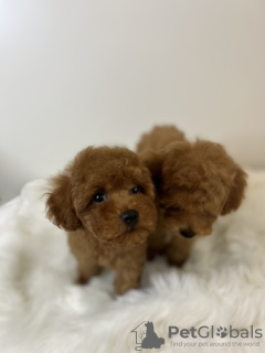 Photo №2 to announcement № 64329 for the sale of poodle (toy) - buy in Poland breeder