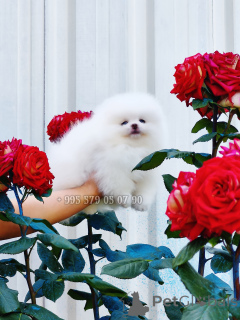 Photo №2 to announcement № 171216 for the sale of pomeranian - buy in Georgia private announcement, from nursery, breeder