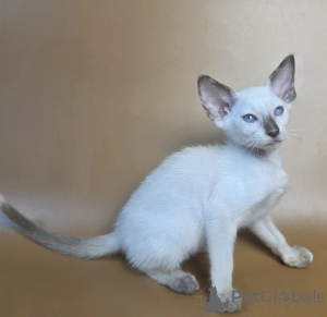Photo №1. siamese cat - for sale in the city of Hanau | 361$ | Announcement № 177608