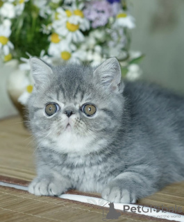 Photo №1. exotic shorthair - for sale in the city of Helsinki | 700$ | Announcement № 53659