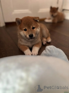 Photo №1. shiba inu - for sale in the city of Oberhausen | 599$ | Announcement № 175718