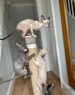 Photo №1. cornish rex - for sale in the city of Брауншвейг | 350$ | Announcement № 125127