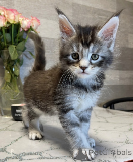 Photo №1. maine coon - for sale in the city of Bellaire | 550$ | Announcement № 161775