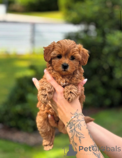 Photo №3. Dean Janet Kay puppies house. United States