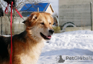 Photo №1. non-pedigree dogs - for sale in the city of St. Petersburg | Is free | Announcement № 59928