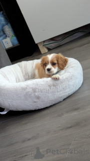 Photo №2 to announcement № 168903 for the sale of cavalier king charles spaniel - buy in Finland 