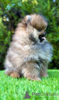 Additional photos: Pomeranian (BOO) male