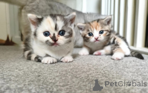 Photo №1. munchkin - for sale in the city of Aroza | 361$ | Announcement № 169316