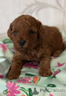 Photo №2 to announcement № 139051 for the sale of poodle (toy) - buy in Serbia breeder