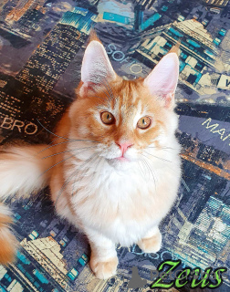 Photo №2 to announcement № 7652 for the sale of maine coon - buy in Russian Federation private announcement, from nursery, breeder