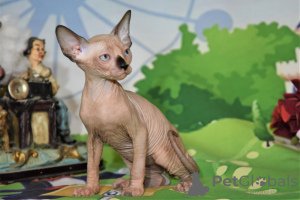 Photo №4. I will sell sphynx-katze in the city of Нешер. from nursery - price - negotiated
