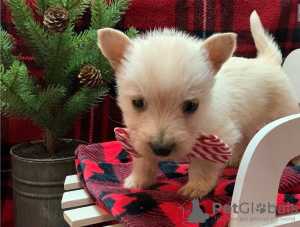 Photo №1. scottish terrier - for sale in the city of Berlin | Is free | Announcement № 127095