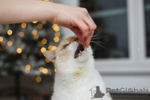 Additional photos: Tender white kitten Donut as a gift!