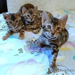 Photo №1. bengal cat - for sale in the city of Zürich | negotiated | Announcement № 157510