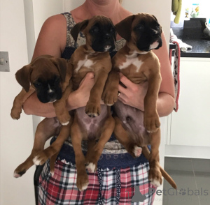 Photo №2 to announcement № 172958 for the sale of boxer - buy in Belgium private announcement, breeder