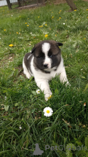 Photo №2 to announcement № 139771 for the sale of american akita - buy in Belarus private announcement