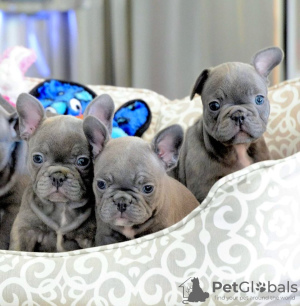 Photo №1. french bulldog - for sale in the city of Porlamar | 296$ | Announcement № 64231