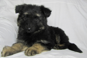 Photo №4. I will sell german shepherd in the city of White church. breeder - price - 292$