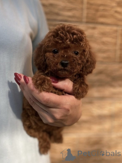 Photo №2 to announcement № 155842 for the sale of poodle (toy) - buy in Germany breeder