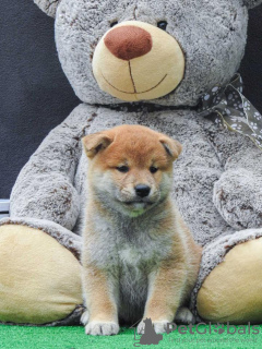 Photo №4. I will sell shiba inu in the city of Zrenjanin. breeder - price - negotiated