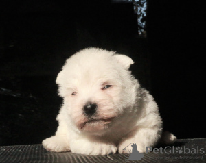 Photo №2 to announcement № 70811 for the sale of west highland white terrier - buy in Russian Federation private announcement, from nursery, breeder