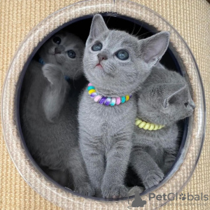 Photo №1. russian blue - for sale in the city of Амстердам | 1$ | Announcement № 75731